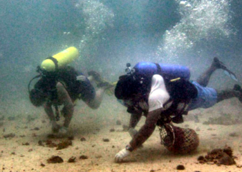 Una guía gratuita para profundizar en el universo de las perlas