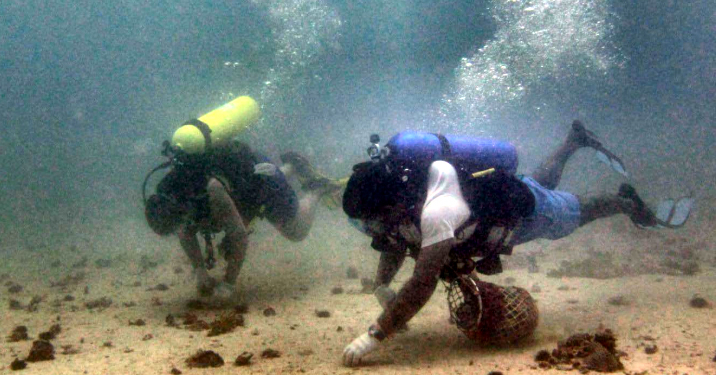 Una guía gratuita para profundizar en el universo de las perlas