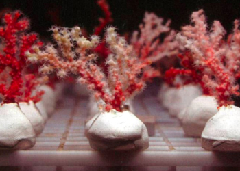 El análisis del ADN, clave para la protección del coral en joyería