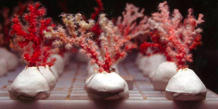 El análisis del ADN, clave para la protección del coral en joyería