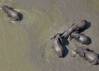 Ingresos de diamantes protegen el agua en África